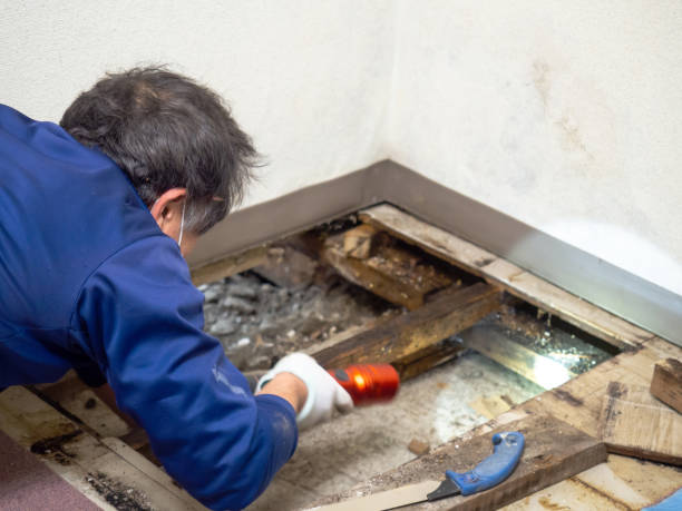 Professional Mold Remediation in Stonewood, WV