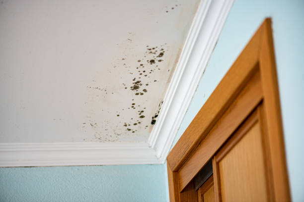 Best Residential Mold Remediation in Stonewood, WV