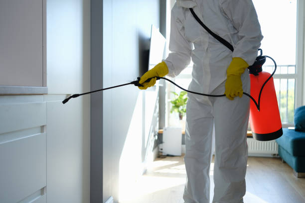 Best Health and Safety Mold Remediation in Stonewood, WV