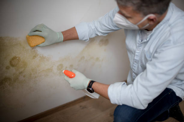 Best Commercial Mold Remediation in Stonewood, WV