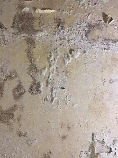Best Basement Mold Remediation in Stonewood, WV