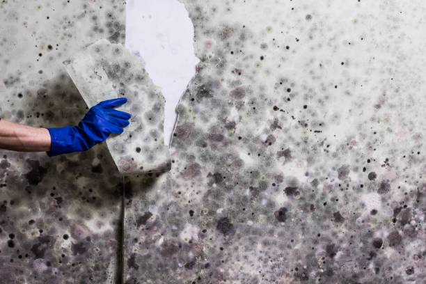 Best Mold Remediation for Specific Building Types in Stonewood, WV