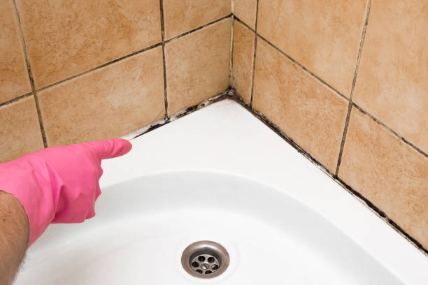Best Insurance-Related Mold Remediation in Stonewood, WV